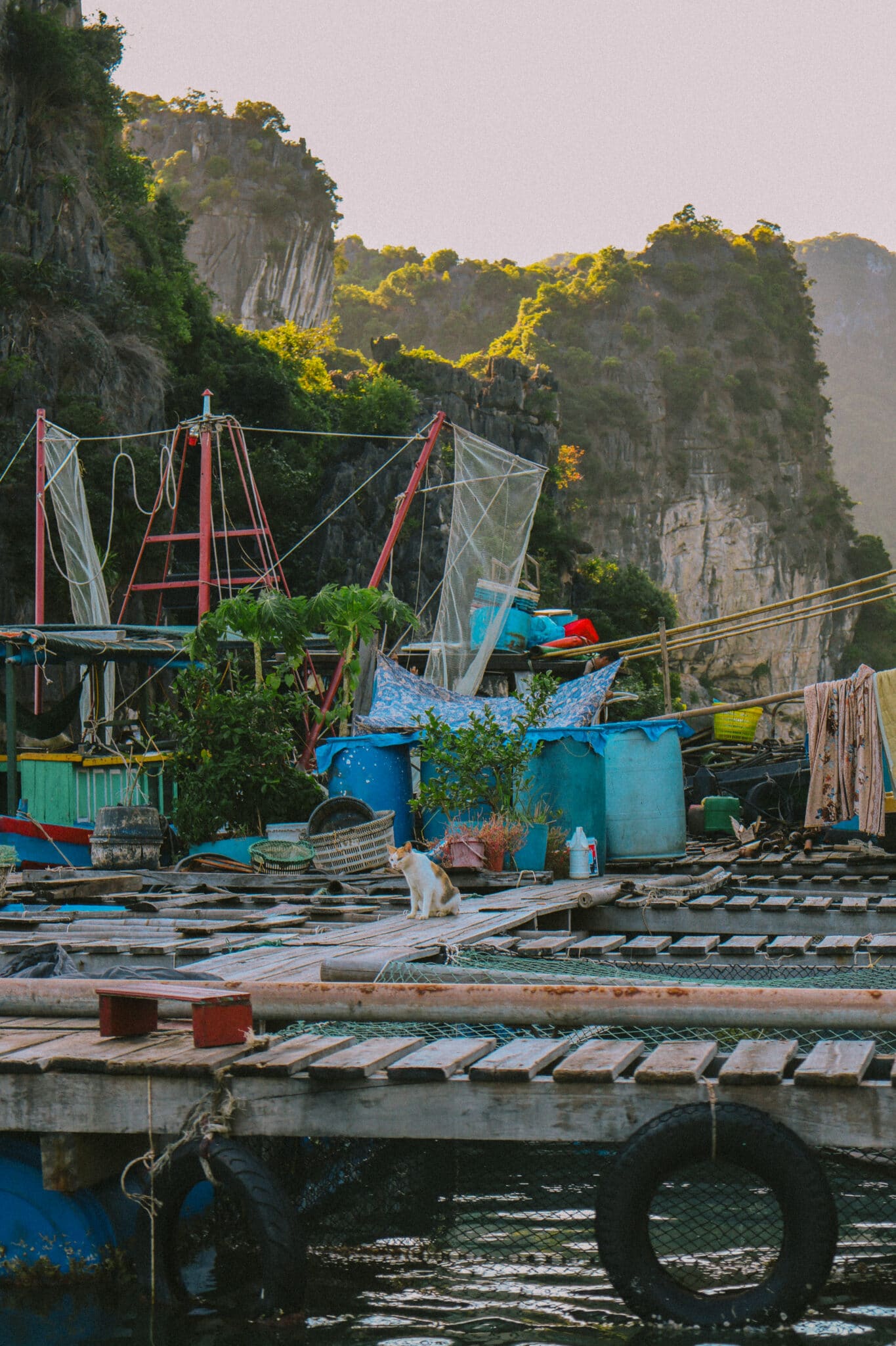 Cat on a floating village deck during a private Ha Long Bay cruise on L'Amour Junk.