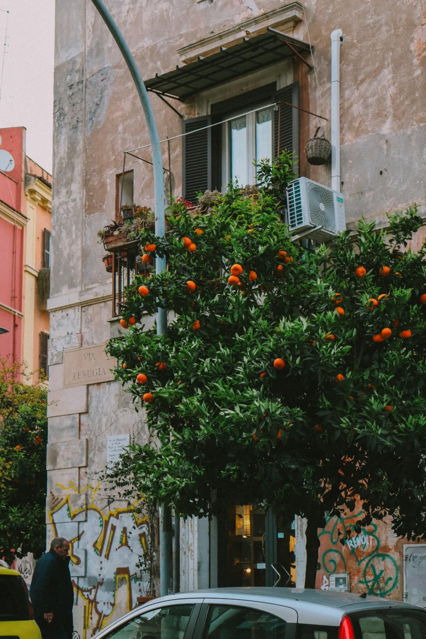 Orange tree in front of a building in Pigneto, Rome with a man walking in the foreground