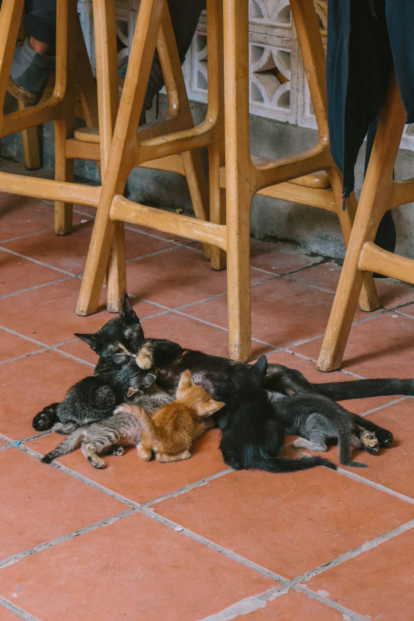 Mother cat nursing kittens on a tiled floor near cafe chairs in Hanoi